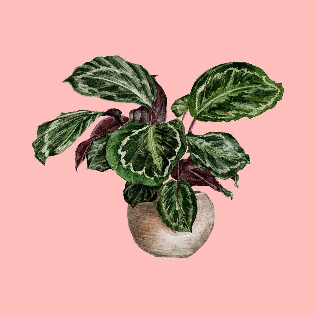 Painted Calathea Medalion in a basket