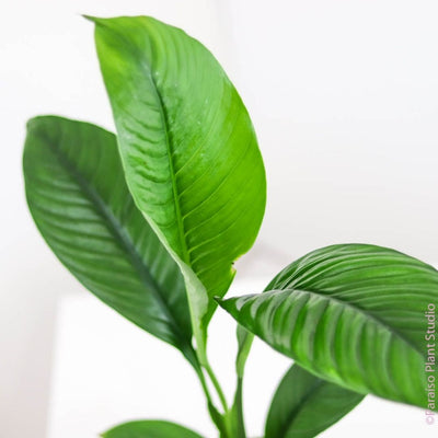 Painted Snake plant in copper pot with pink background