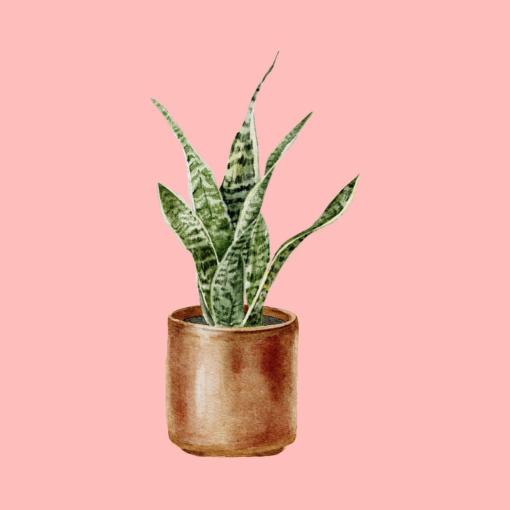 Painted Snake plant in copper pot with pink background