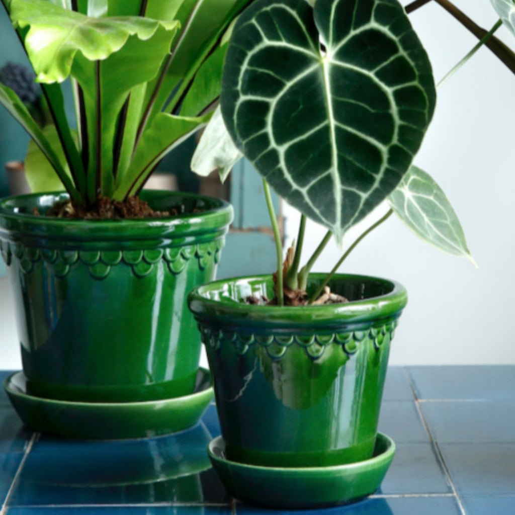 Green Emerald Glazed Bergs pots with plants
