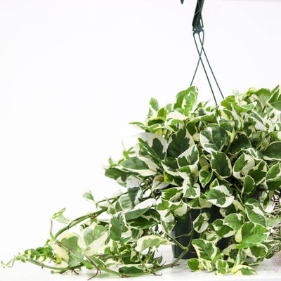 Large Pothos Njoy with hanger
