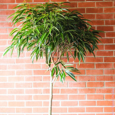 Painting of Ficus Tineke Column in a basket against a pink backdrop