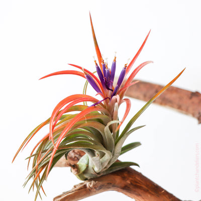 Air Plants