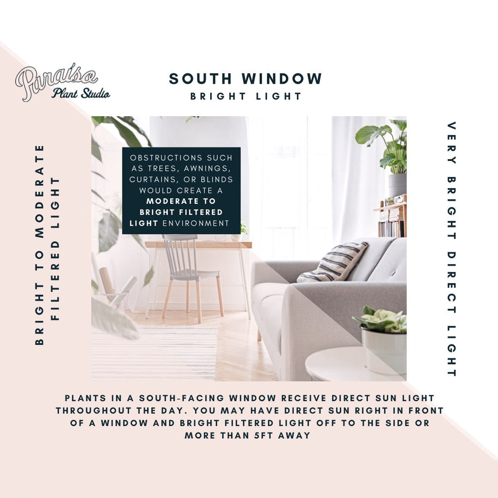 South-facing window – Paraíso Plant Studio