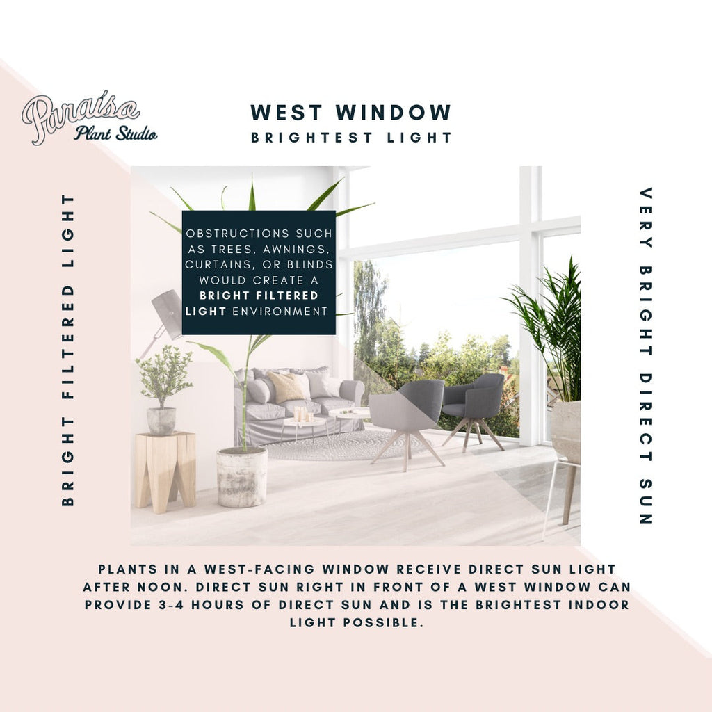 West-facing window – Paraíso Plant Studio