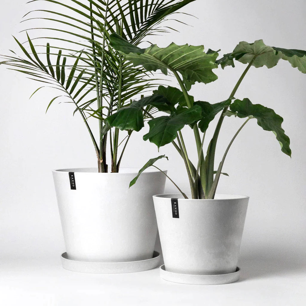 Large plants in white stone-like planters