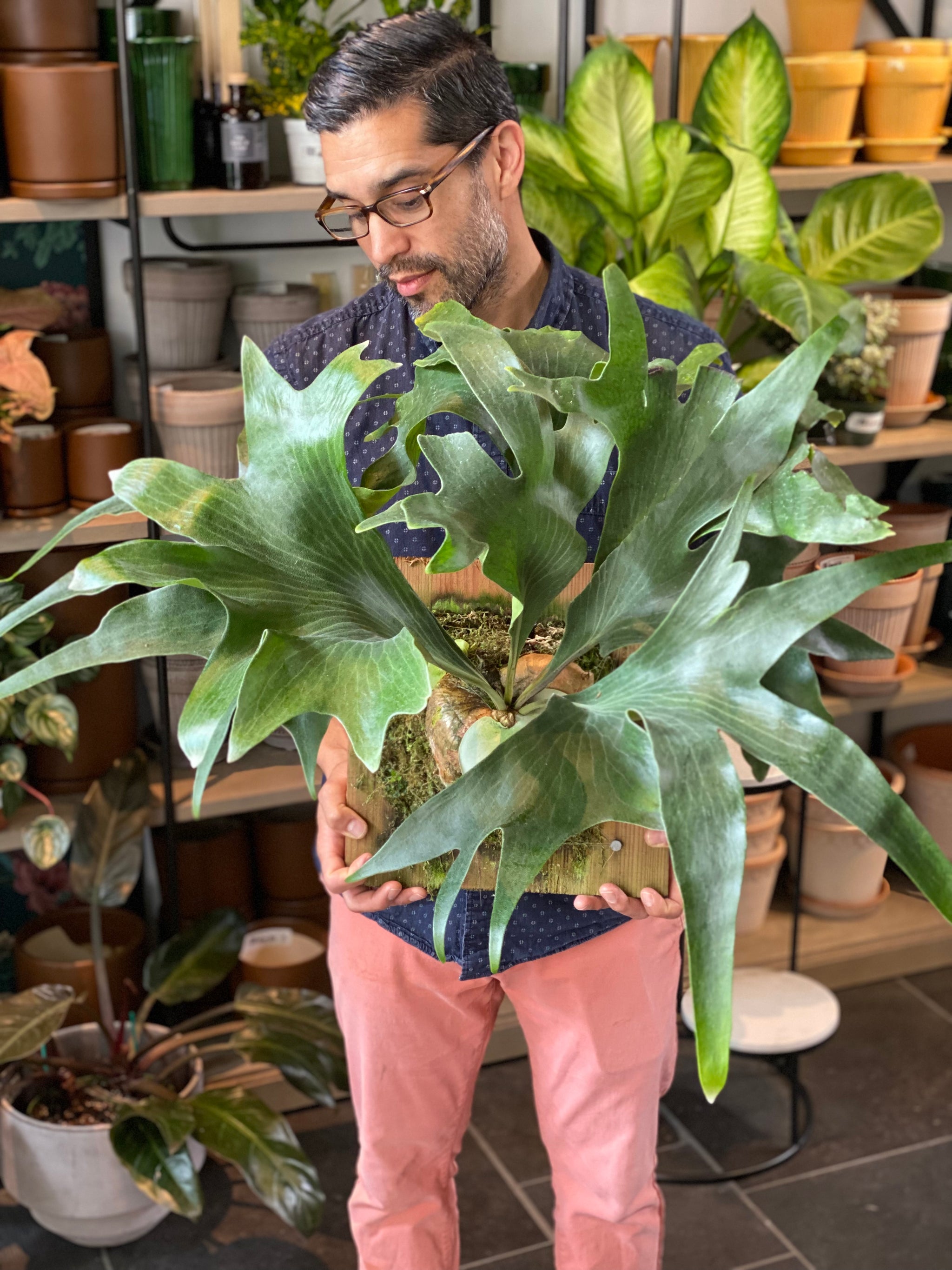 Mounted Platycerium Hillii Mio Staghorn Fern – Paraíso Plant Studio