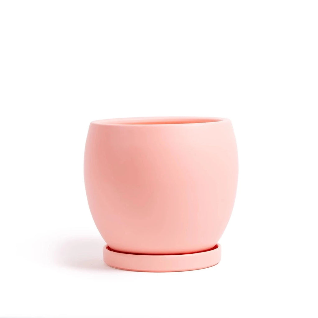11in Bolle Pot With Saucer - Multiple Color Options