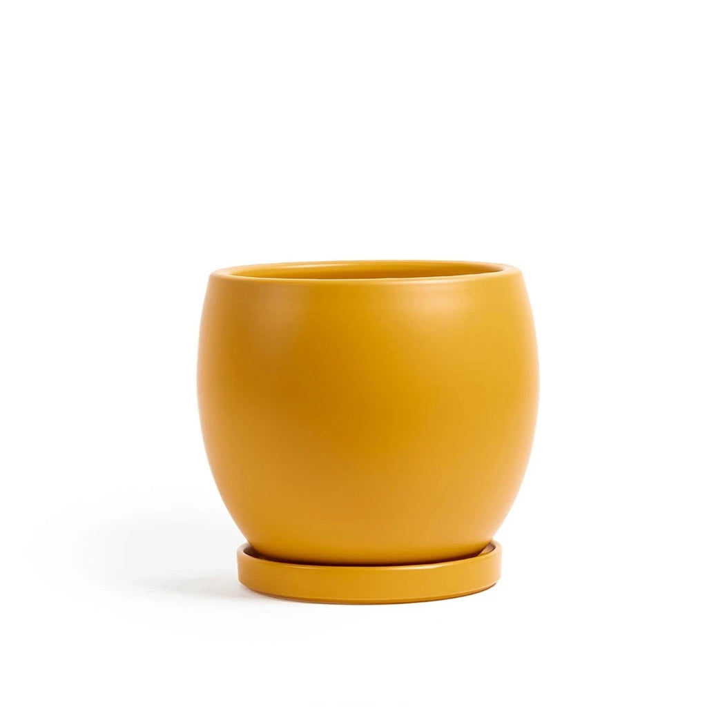 11in Bolle Pot With Saucer - Multiple Color Options