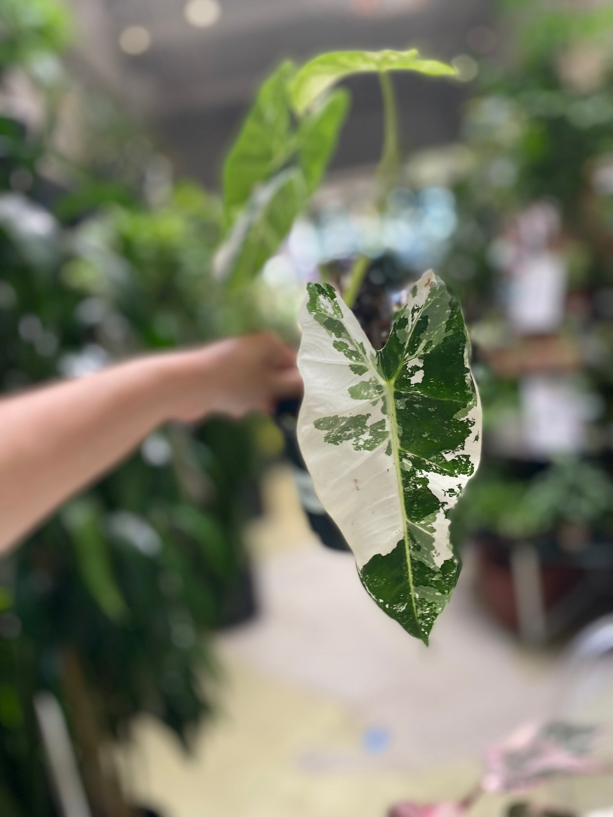 5-6in Alocasia Frydek – Paraíso Plant Studio