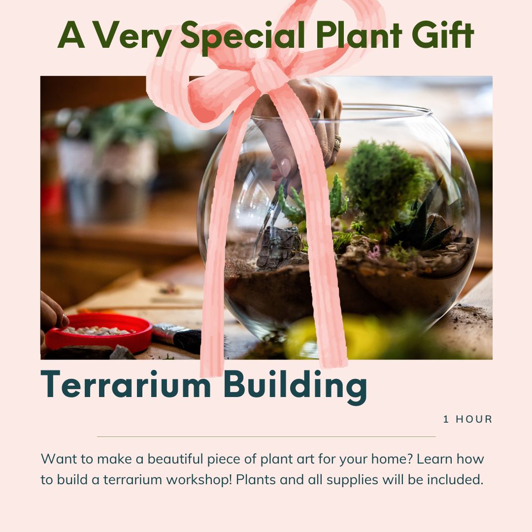 terrarium plant shop Gift A Workshop: Terrarium Building – Paraíso Plant Studio