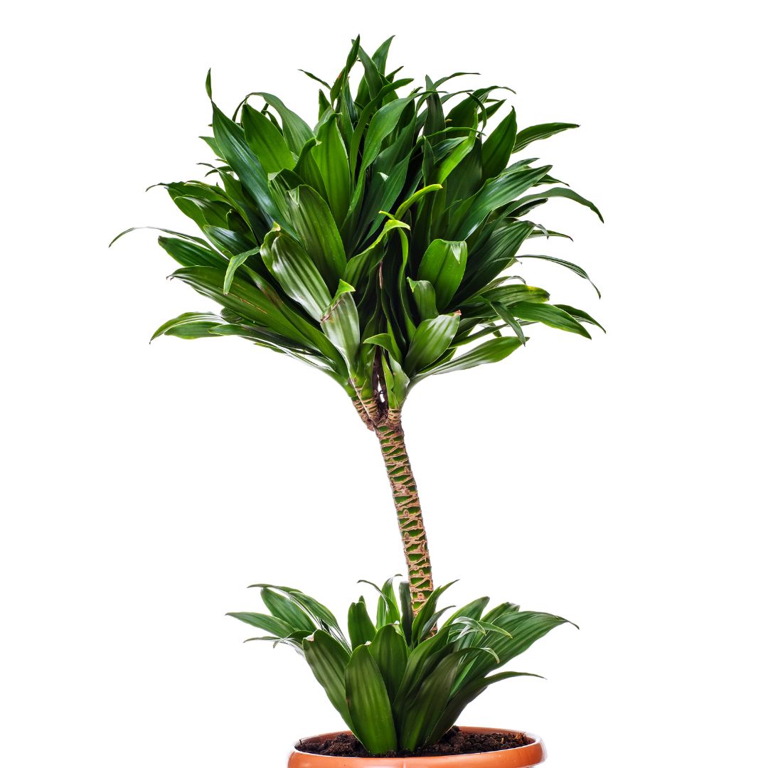dracaena compacta cane 2gal-7gal Dracaena Compacta Cane