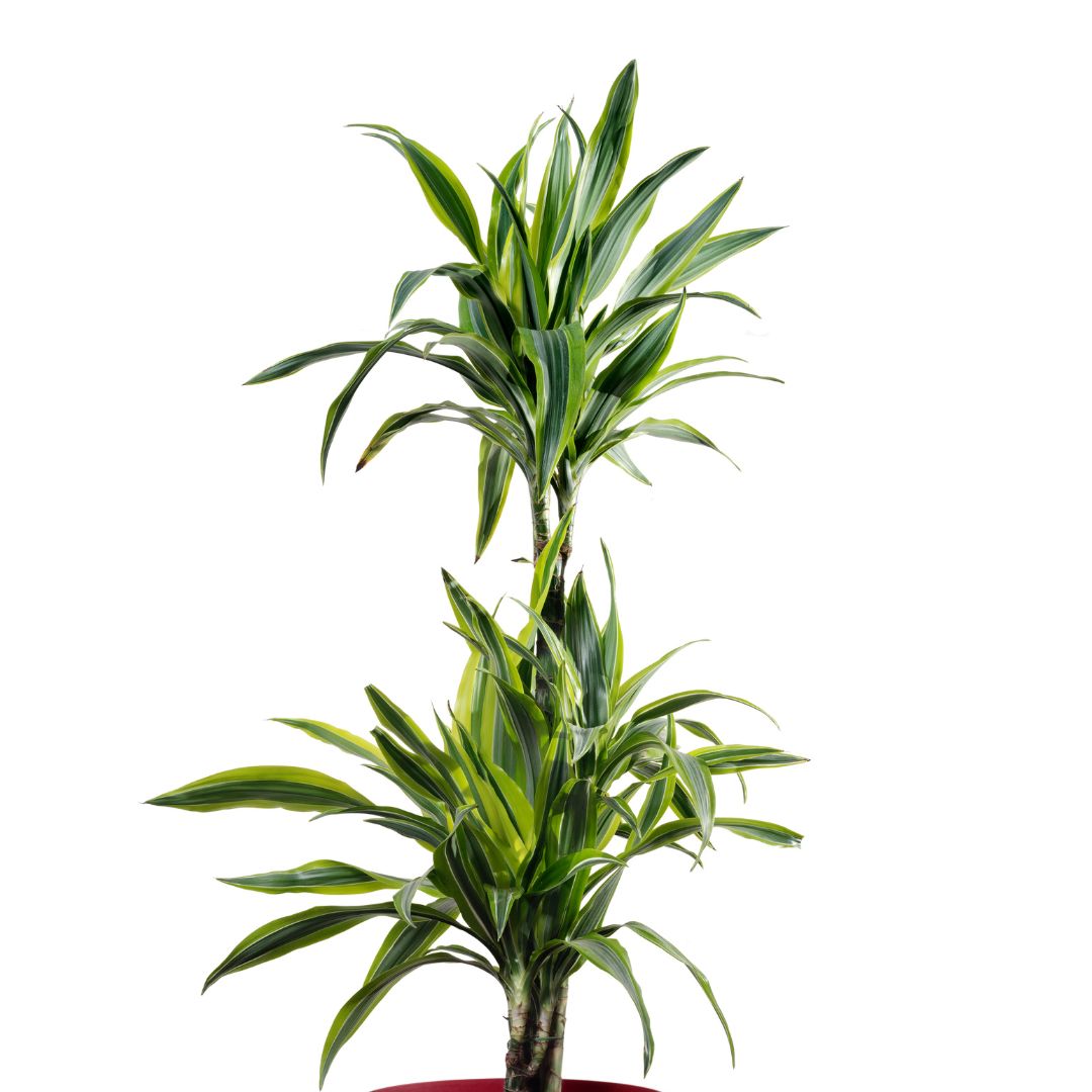 planta dracaena 10in Assorted Dracaena