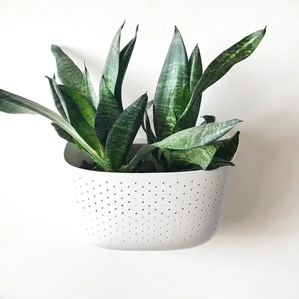 white wall planter indoor Wally Eco Wall Planter White