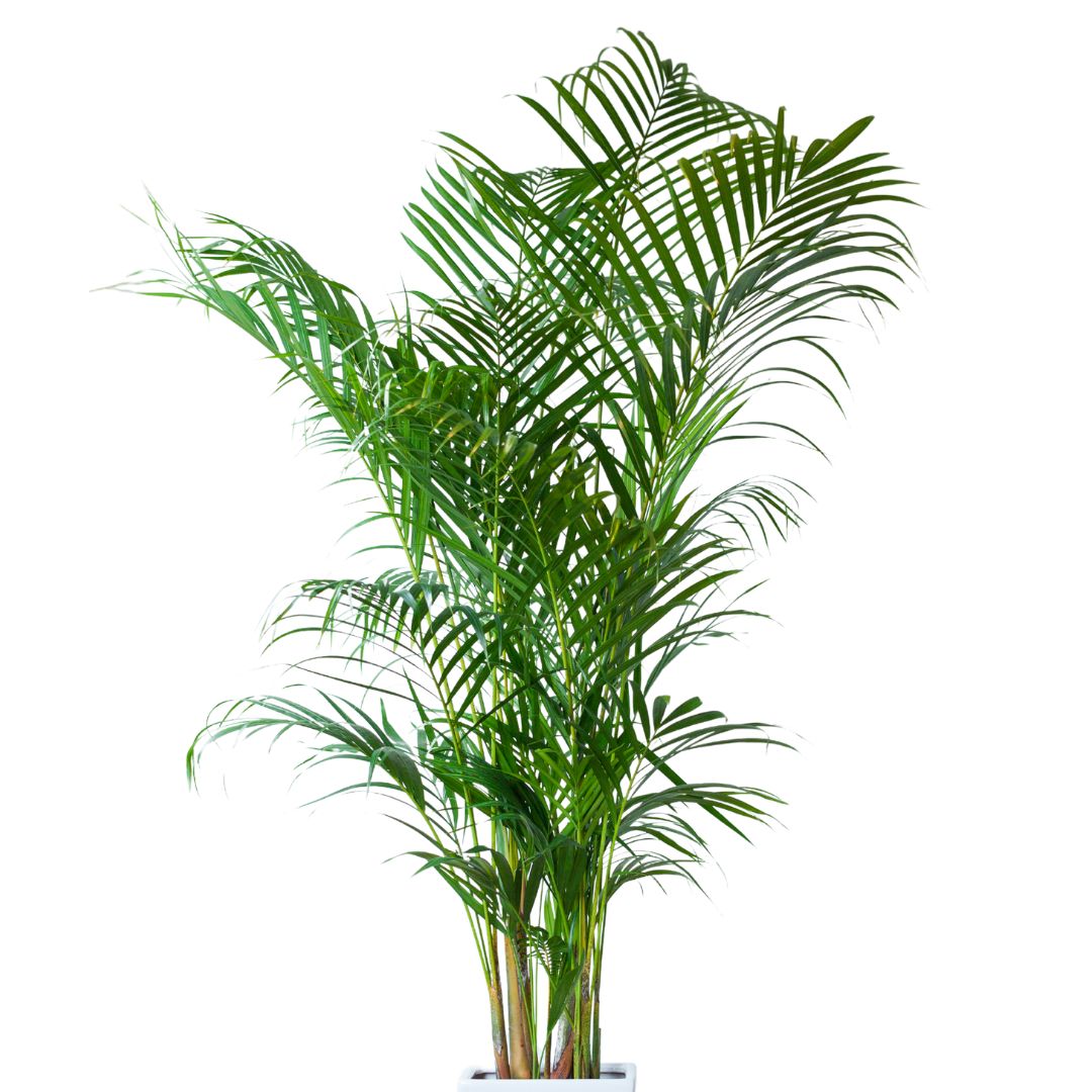 1400 areca palm dr 8in-14in Areca Palm – Paraíso Plant Studio