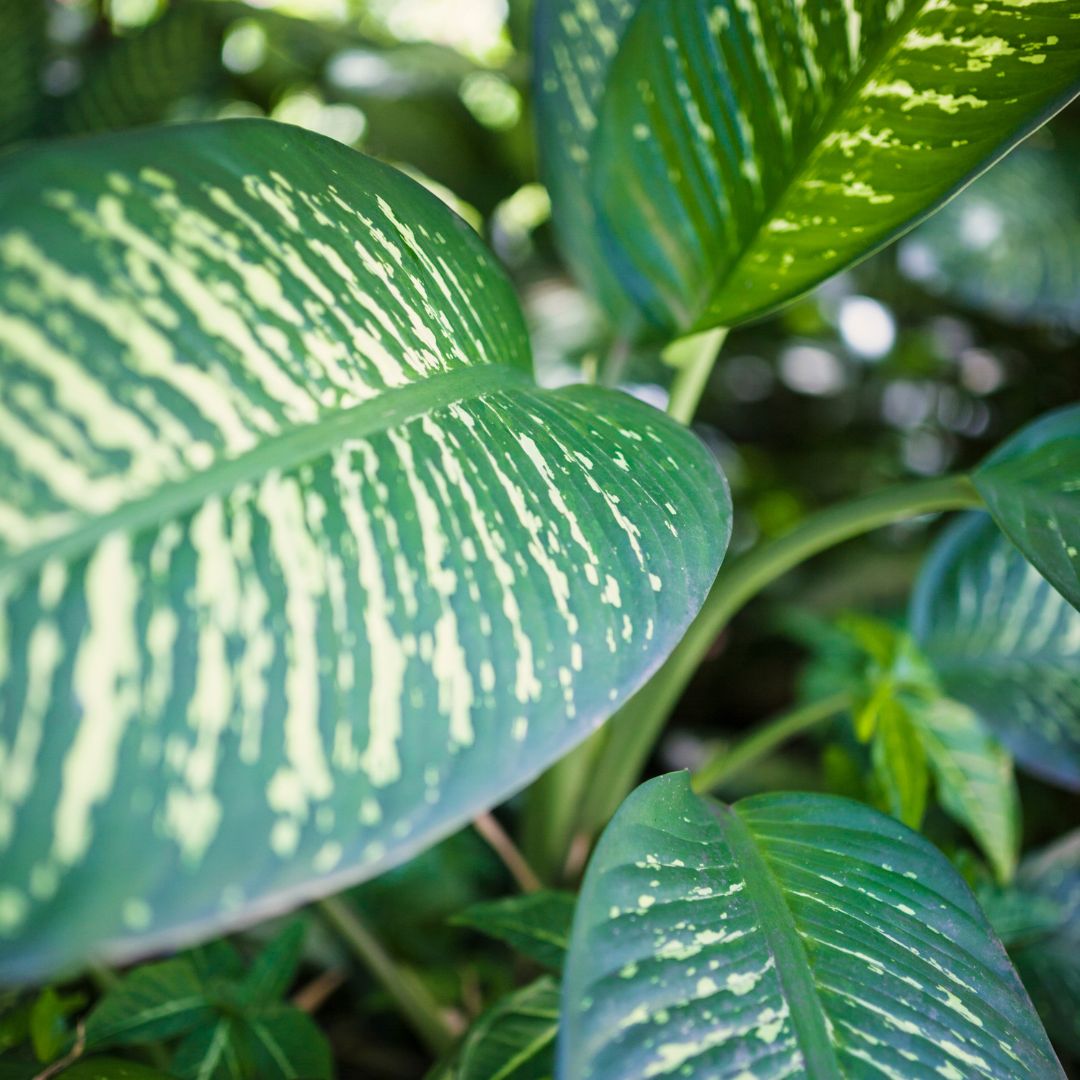 dieffenbachia milky way 8in-10in Dieffenbachia