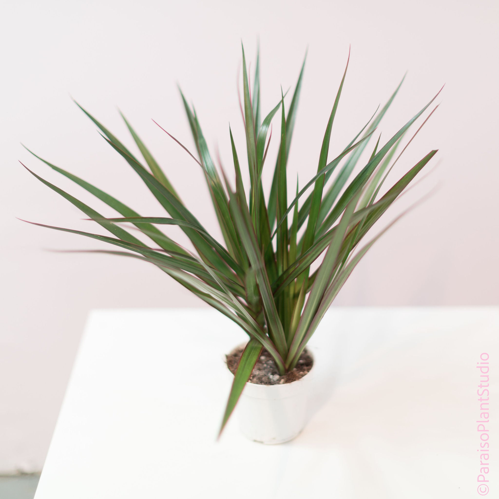 dracaena marginata identification 4in Dracaena Marginata Cane