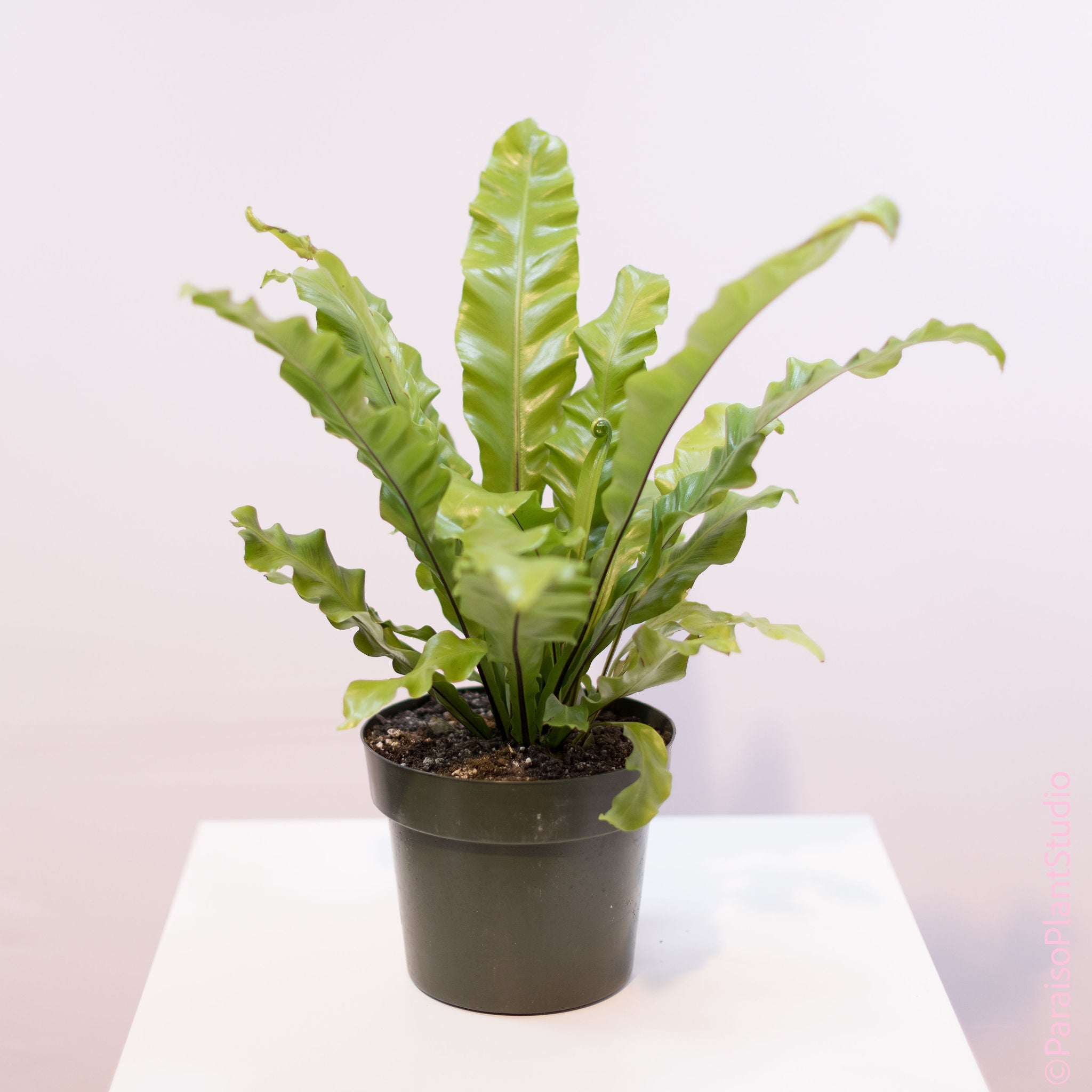 varieties of birds nest ferns 8in 'Bird's Nest Fern' Asplenium Nidus