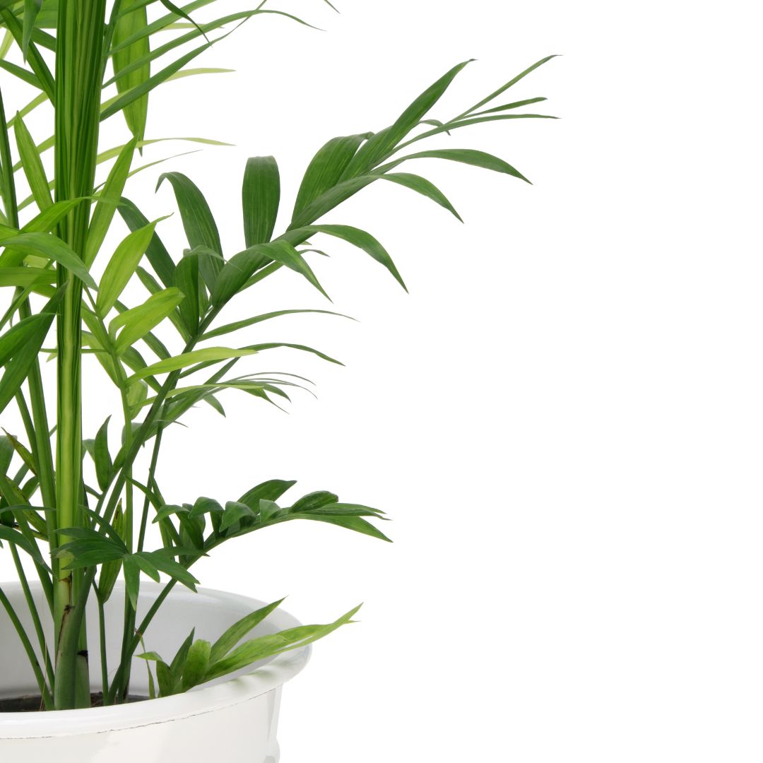 buy cat palm Cat Palm (Chamaedorea Cataractarum) – Paraíso Plant Studio
