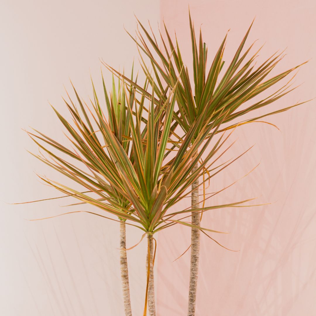 dracaena bicolor cane 8in Dracaena Bicolor Cane