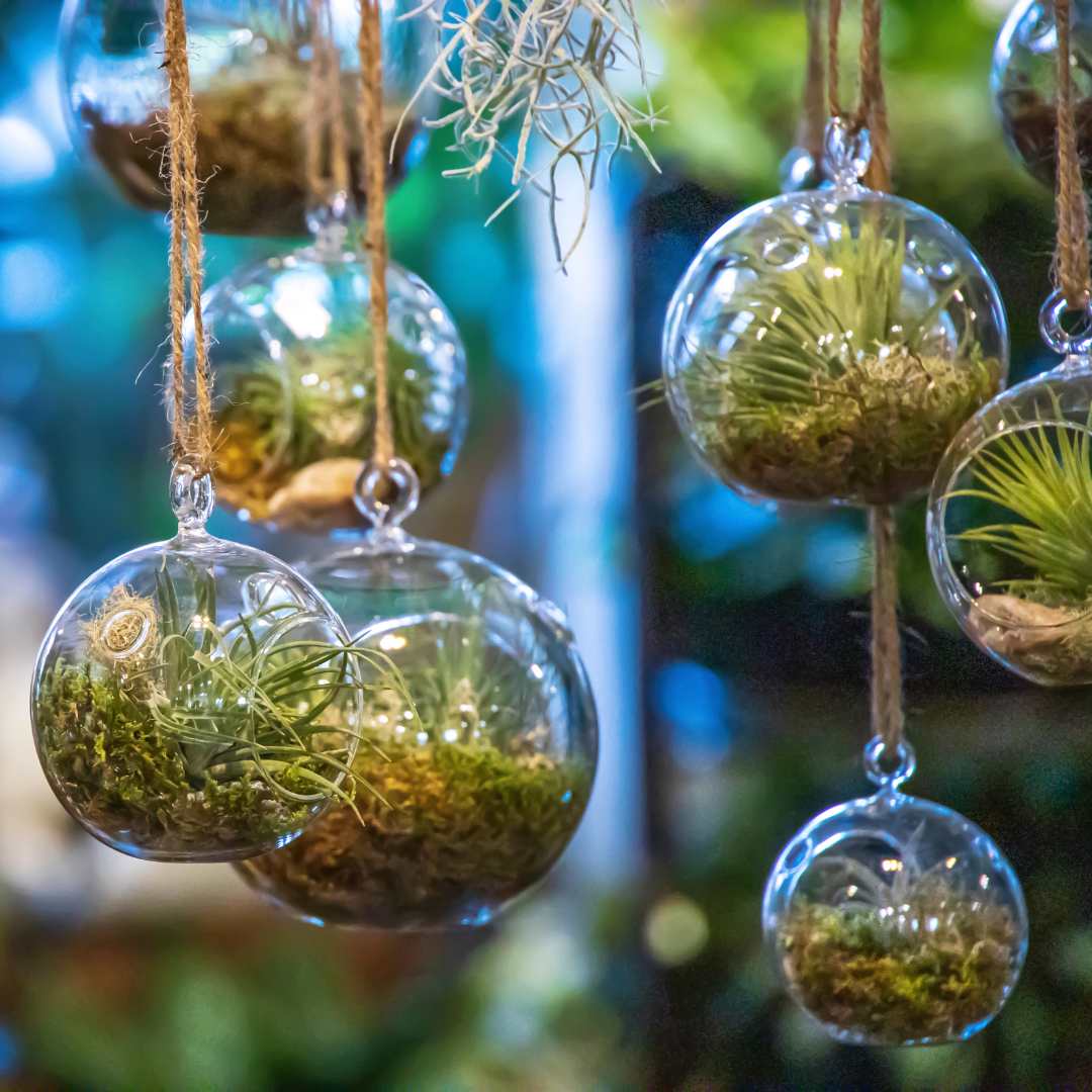 pothos orb Glass Hanging Terrarium – Paraíso Plant Studio