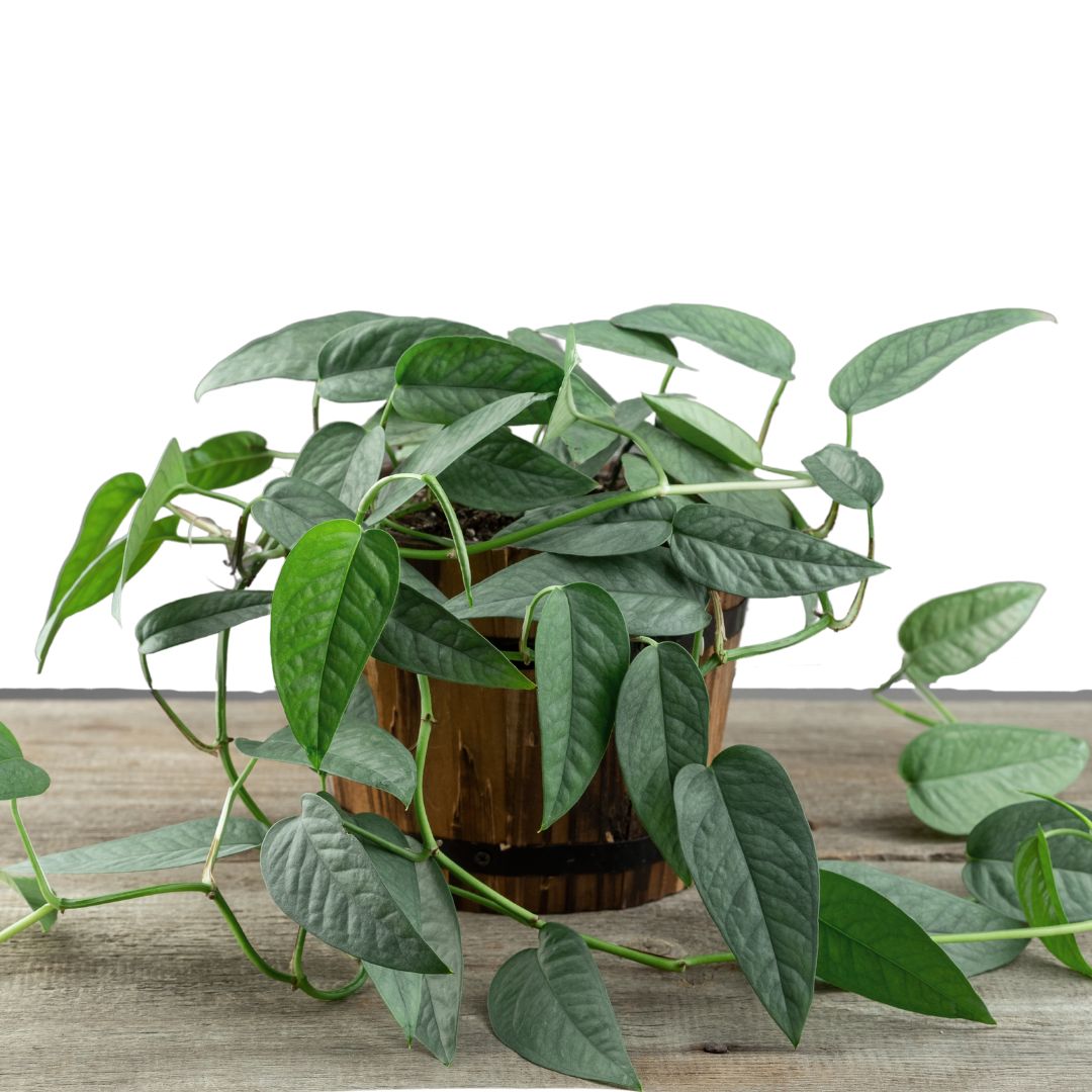 buy cebu blue pothos 8in Pothos ‘Cebu Blue’ Epipremnum Pinnatum