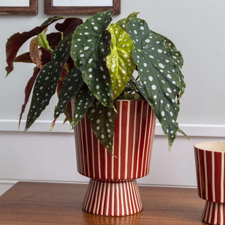 6in Ronja Pot – Paraíso Plant Studio