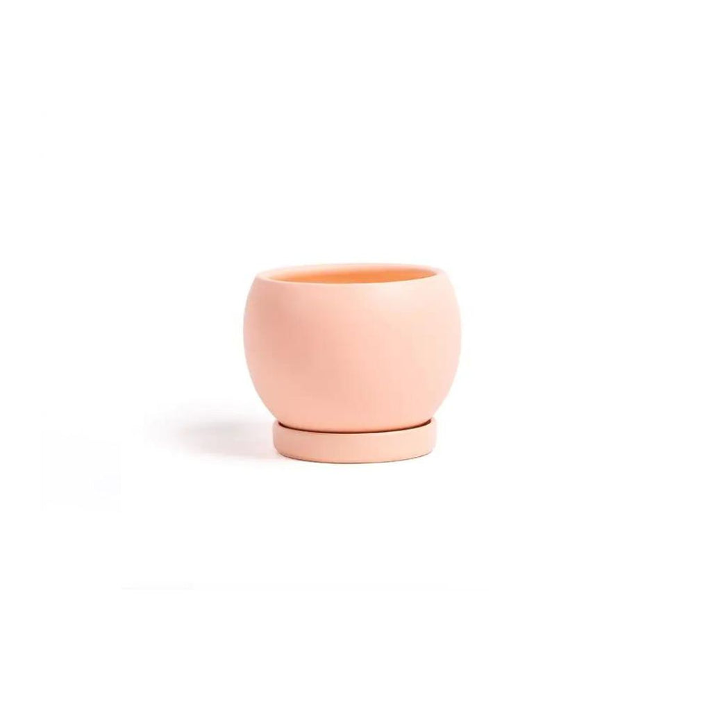 5in Bolle Pot With Saucer - Multiple Color Options
