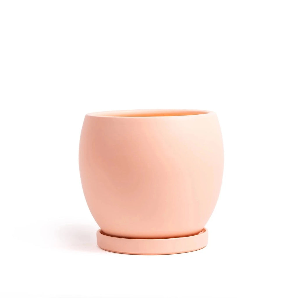 9in Bolle Pot With Saucer - Multiple Color Options
