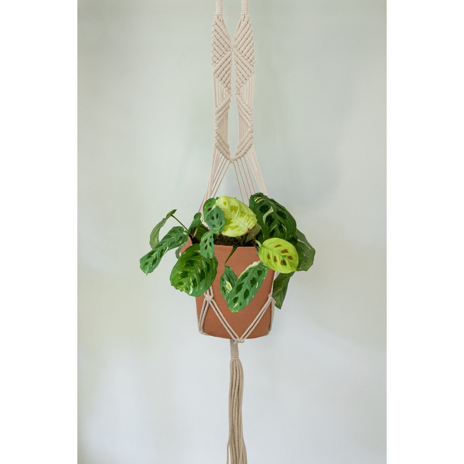 cotton macrame plant hanger Hand-Woven Cotton Macrame Plant Hanger