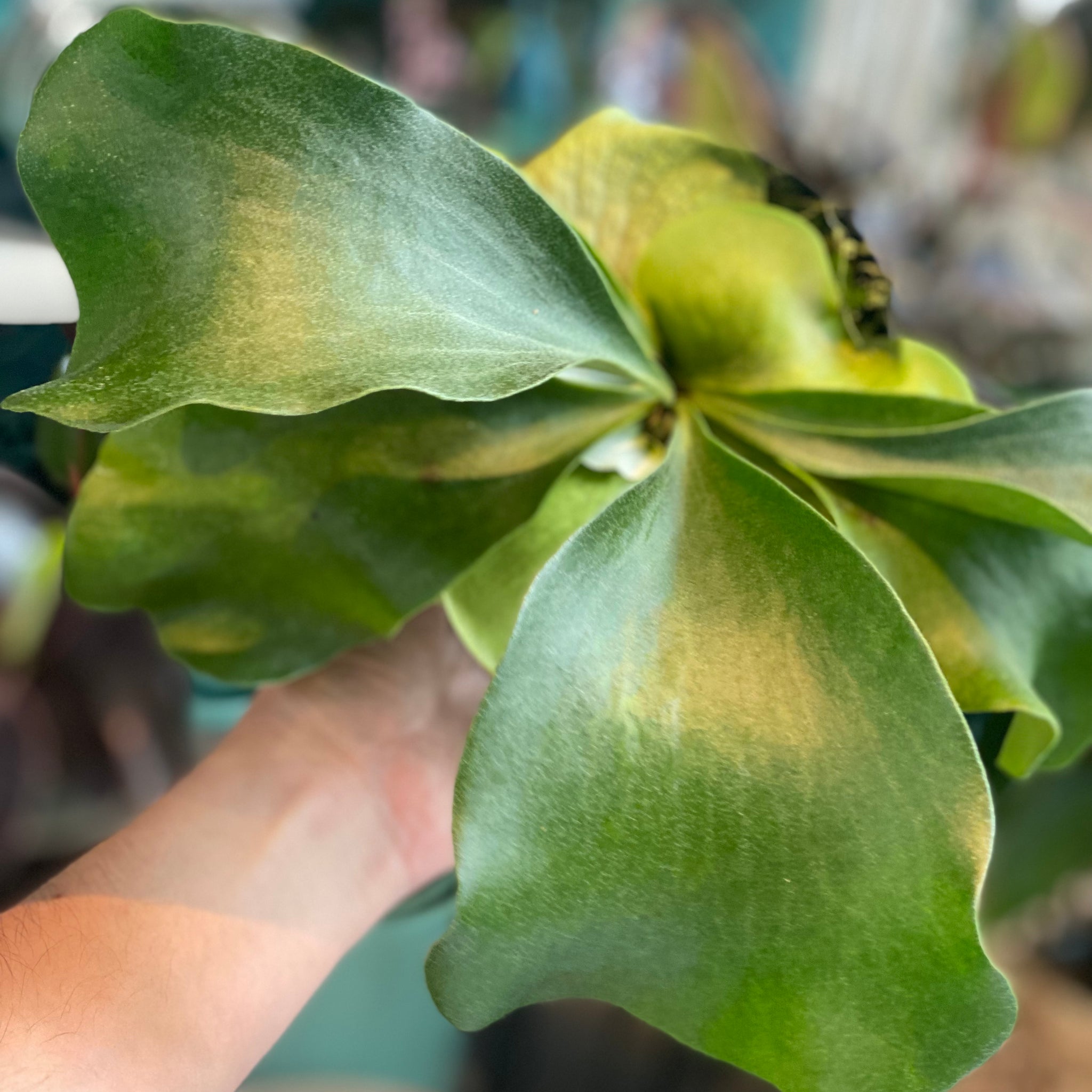 4in Platycerium Diversifolium Staghorn Fern