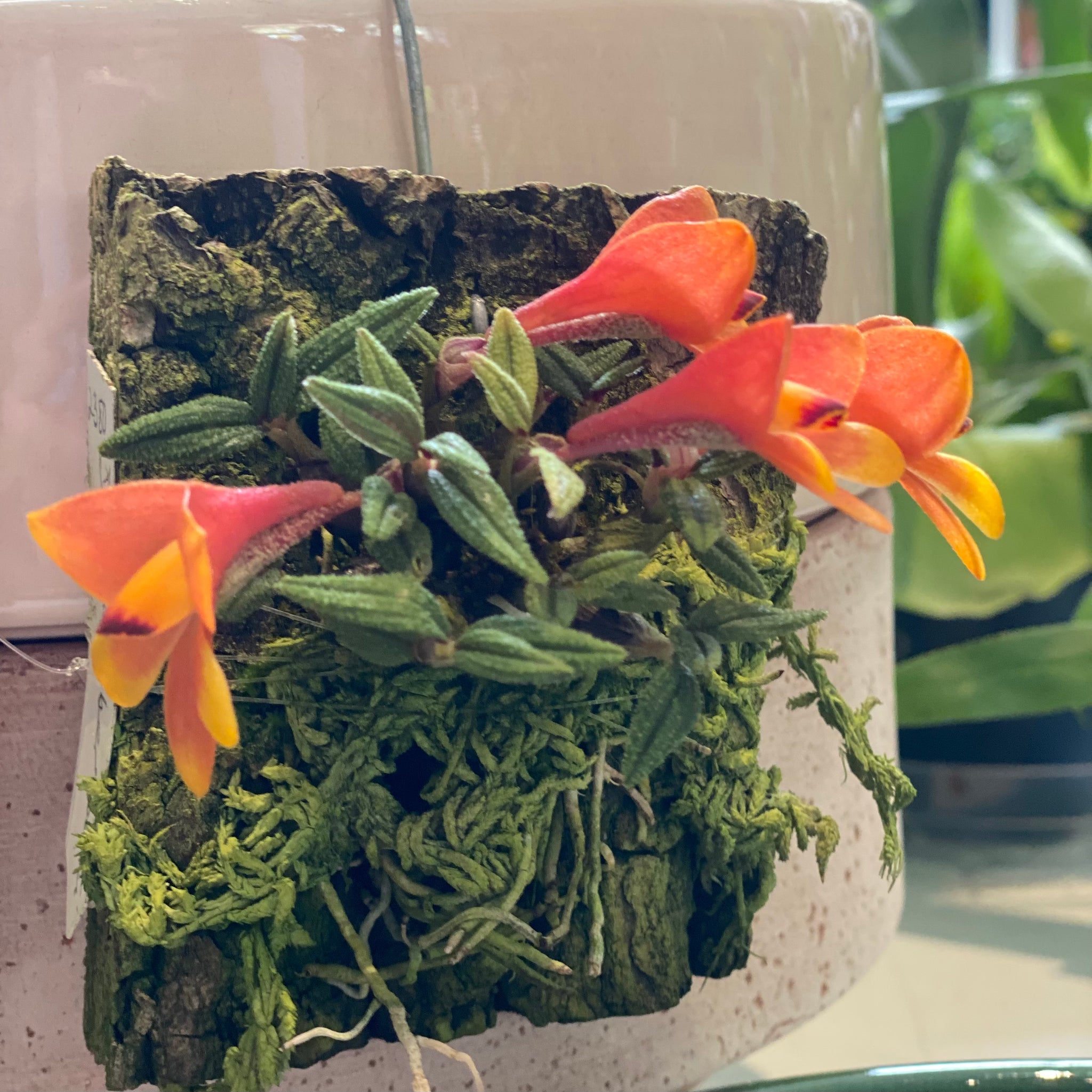 4in Mounted Dendrobium Cuthbertsonii Orchid – Paraíso Plant Studio