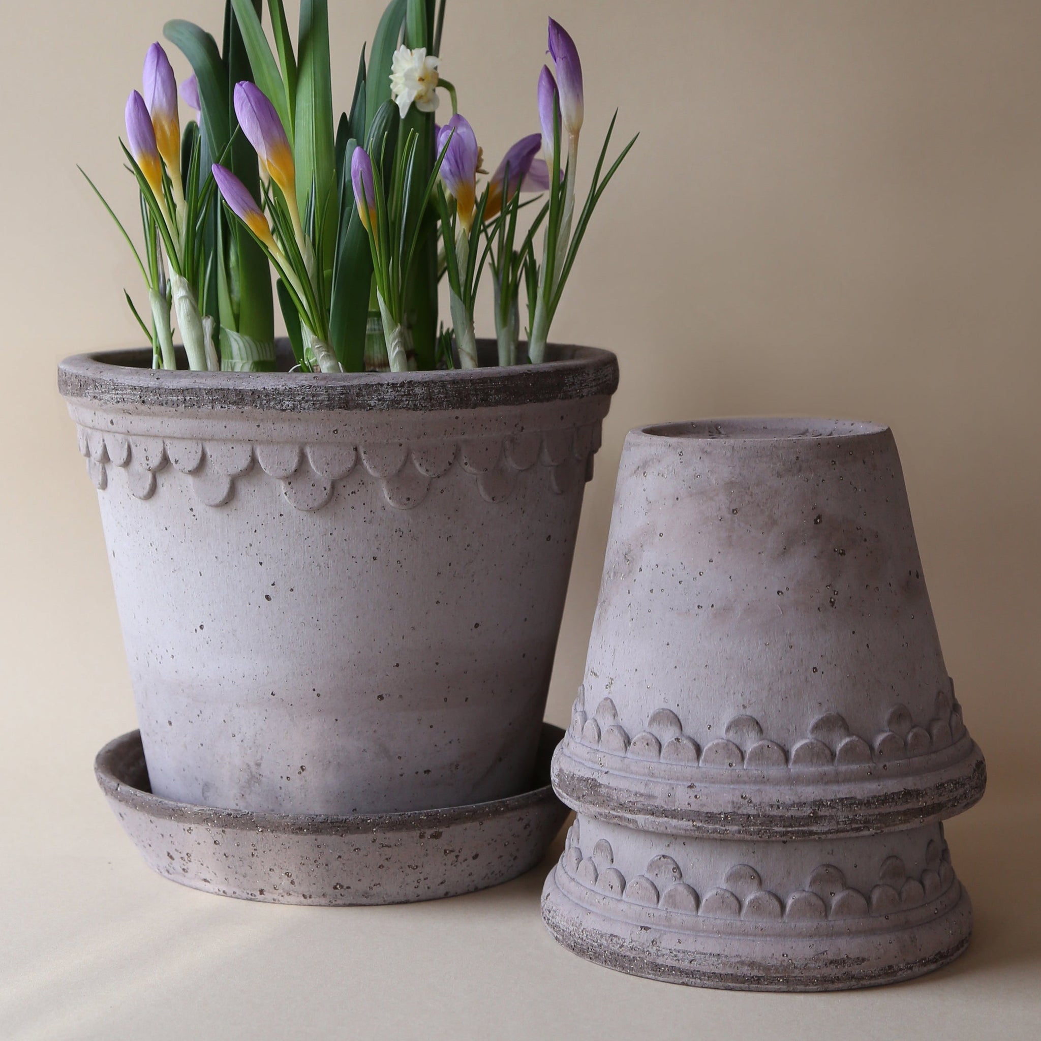 plant in grey pot Castle Pot & Saucer Grey