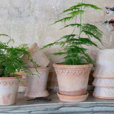 Terracotta pots with green plants against a textured stone wall.