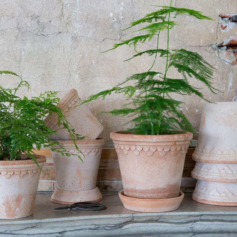 Terracotta pots with green plants against a textured stone wall.