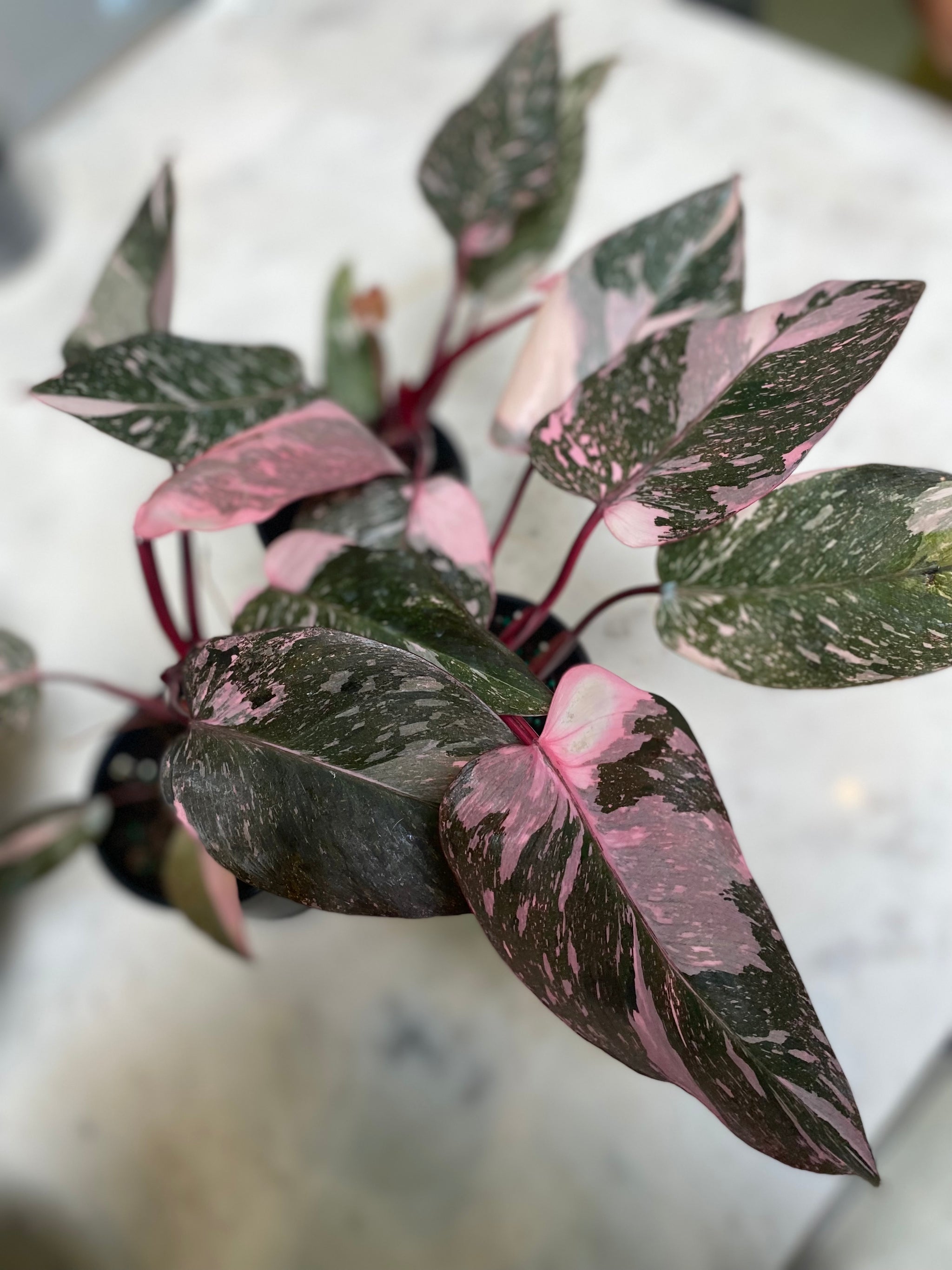 3in-6in Philodendron Pink Princess – Paraíso Plant Studio