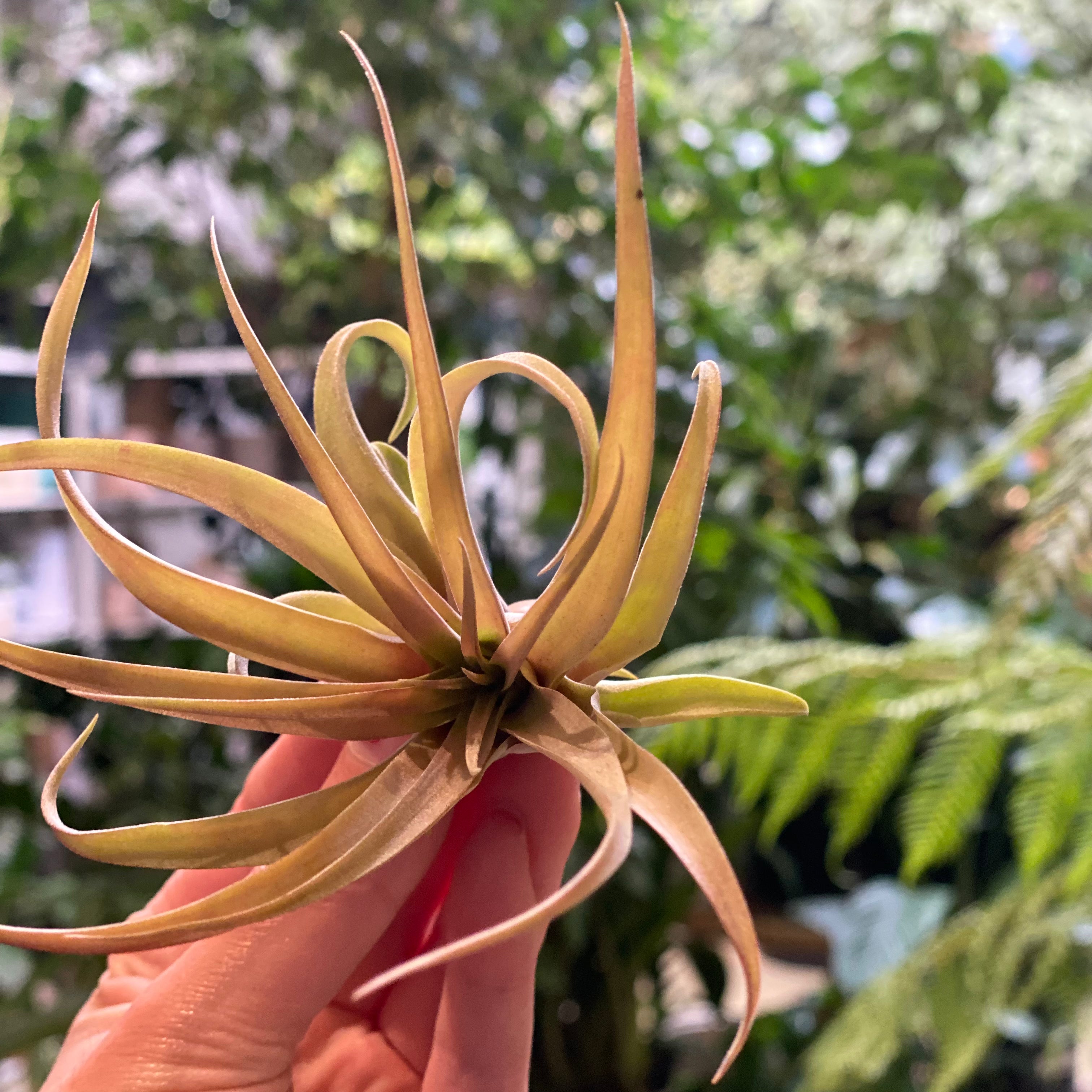 capitata peach air plant Tillandsia Capitata Peach – Paraíso Plant Studio