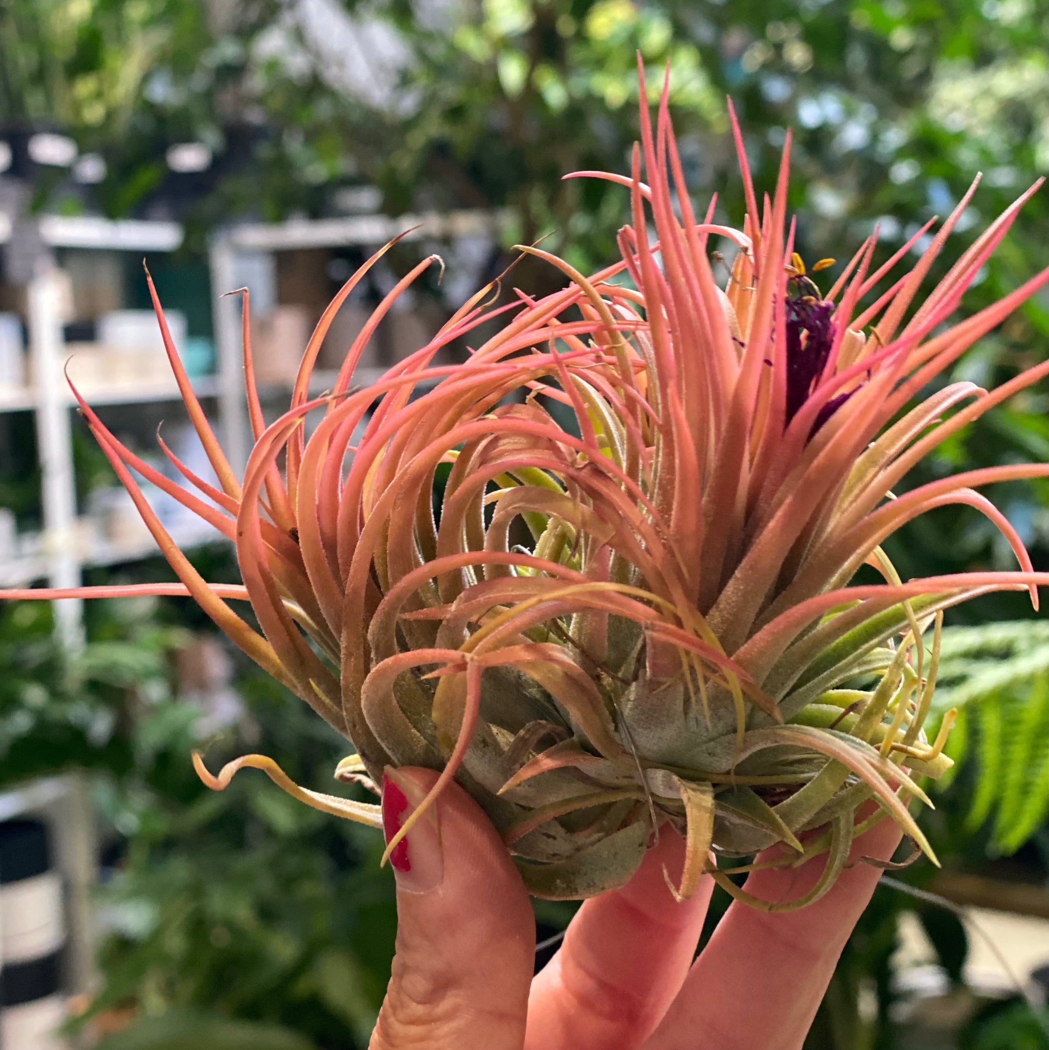 Tillandsia Ionantha Fuego Totem Pole 速達 Tillandsia Ionantha Fuego Totem Pole 速達