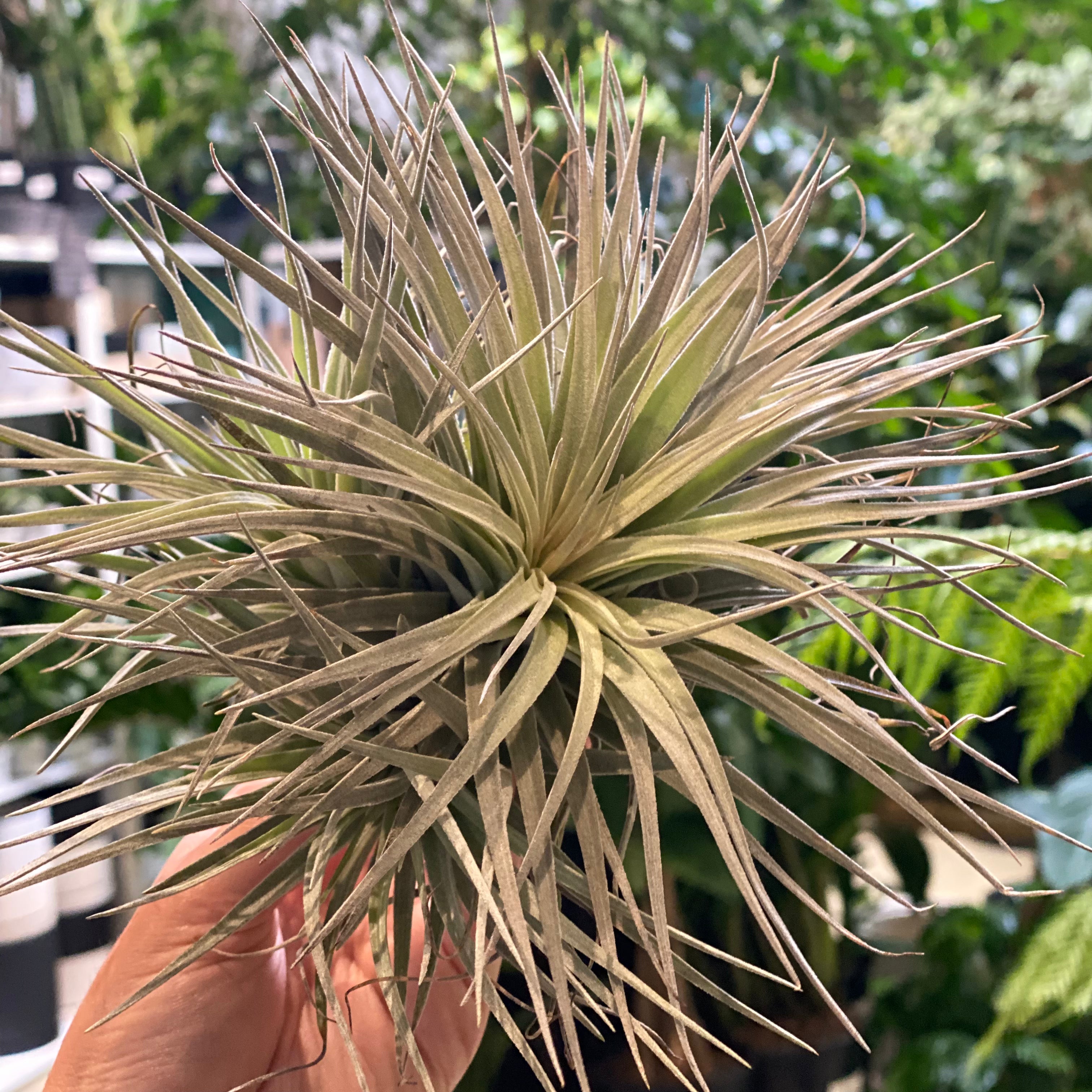 houston cotton candy air plant Tillandsia Houston Cotton Candy Clump