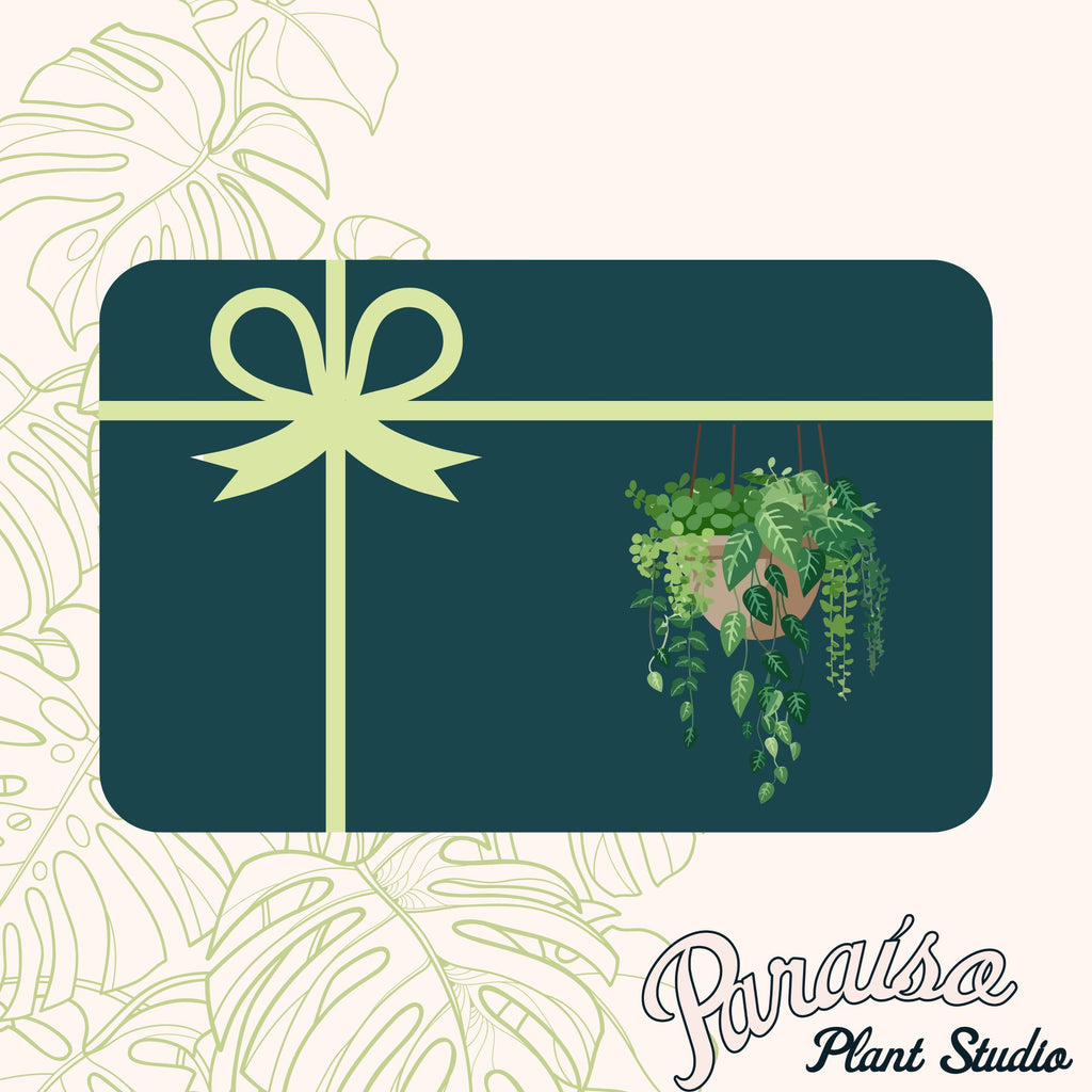 Graphic of a green gift card with monstera leafs in the background and drawing of a green hanging plant in the foreground.