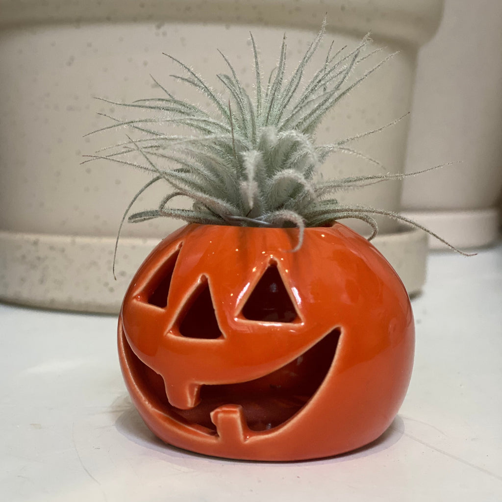 Halloween Tillandsia Pot