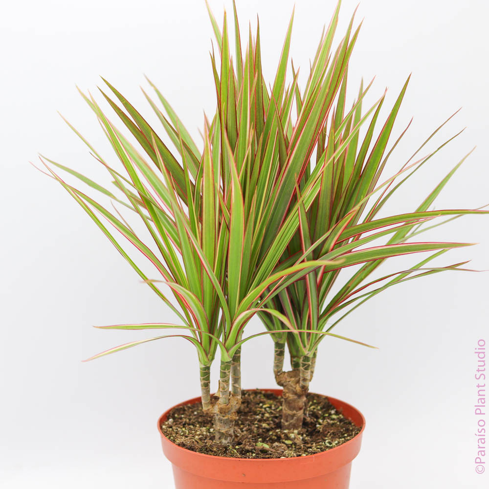 dracaena bicolour Dracaena marginata bicolor (Dragon Tree) 6" ct