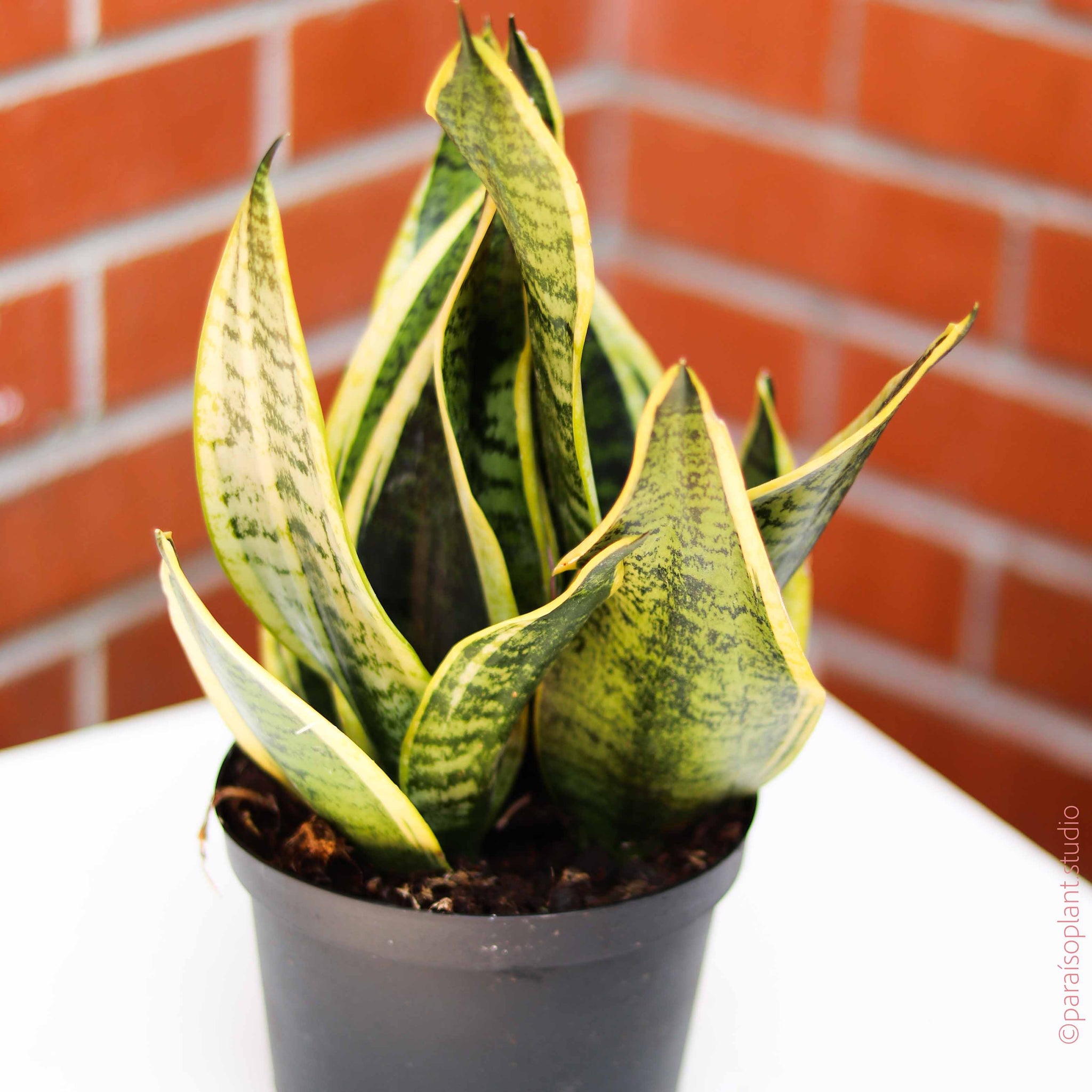 sansevieria fabi 6in Sansevieria Superba – Paraíso Plant Studio
