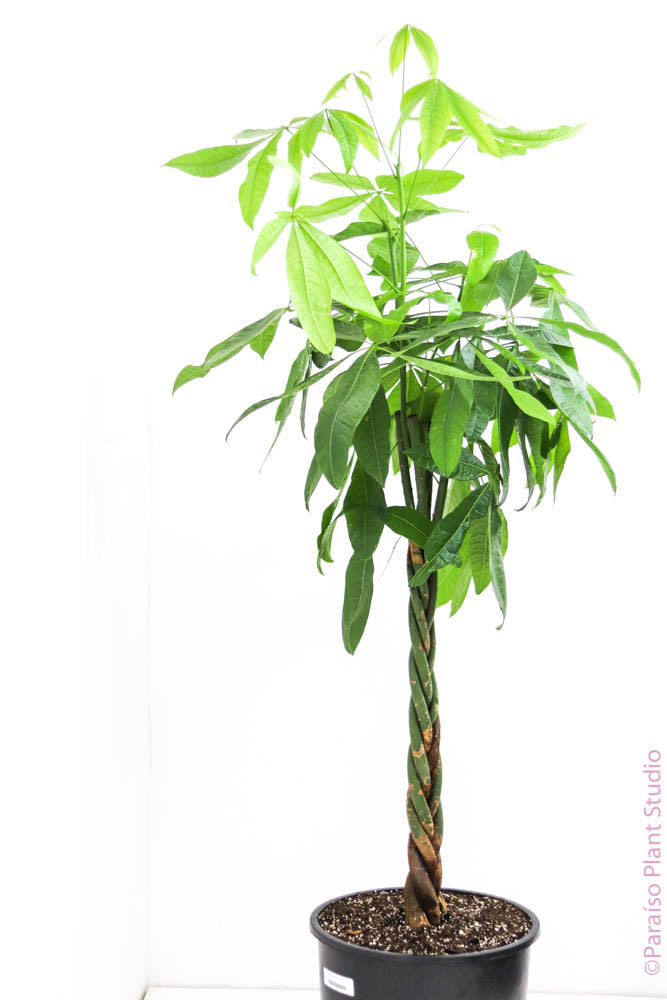 Pachira aquatica 'Braided Money Tree'