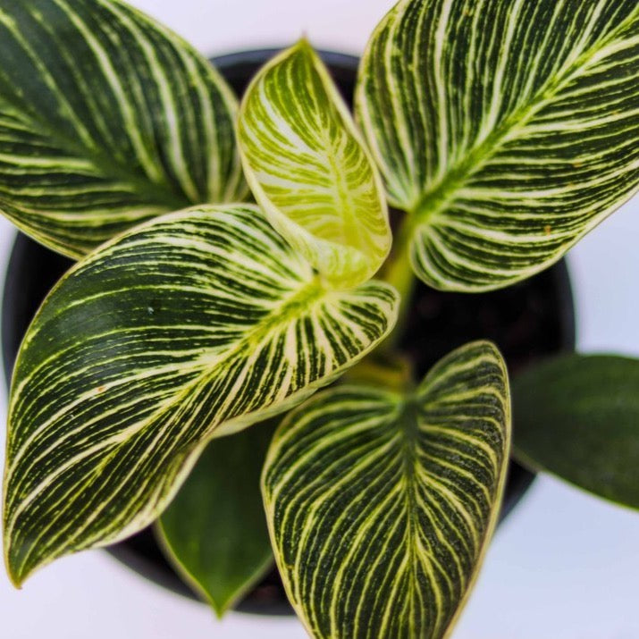 philodendron birkin rare Philodendron