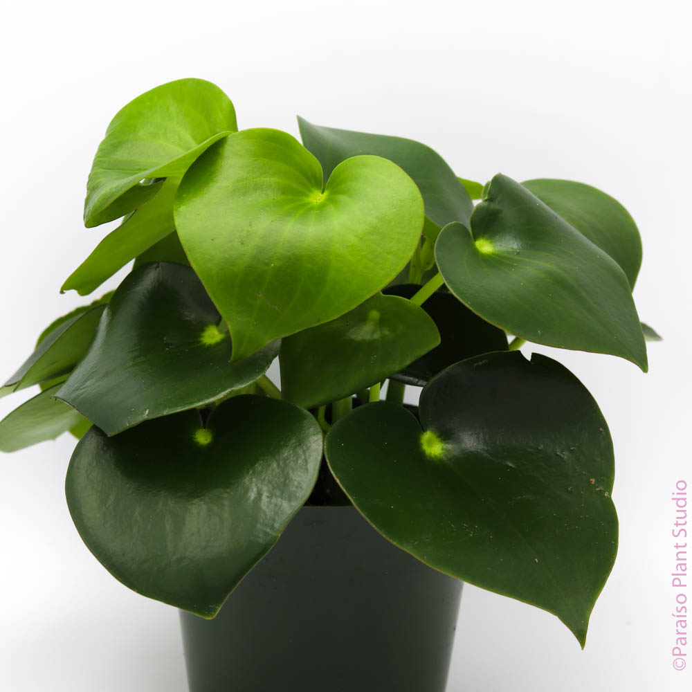 owl eye succulent Peperomia Owl Eyes 4in
