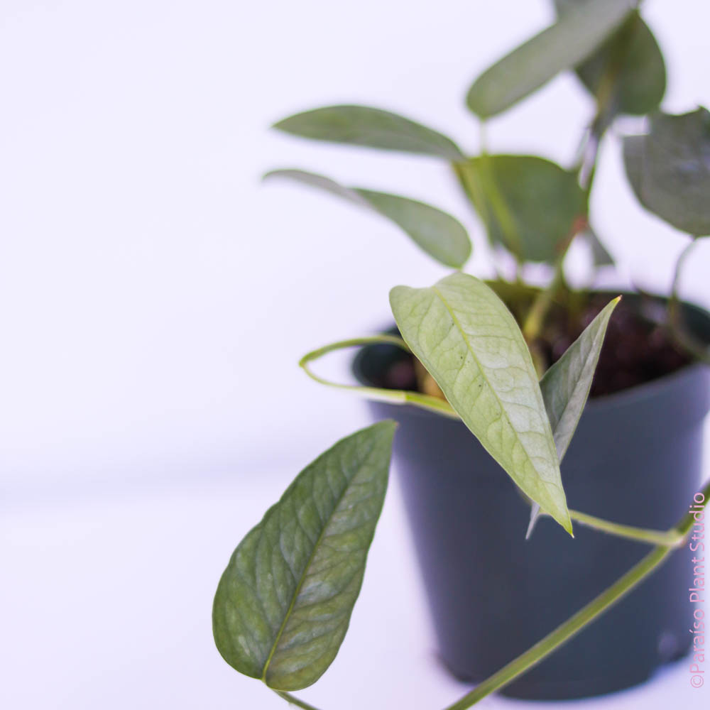 cebu blue pothos mature form Rare Cebu Blue Pothos - Epipremnum Pinnatum