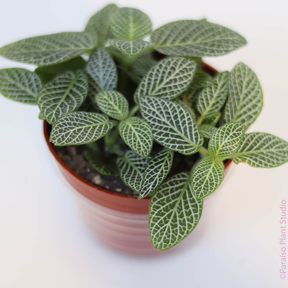 2in Fittonia Assorted Colors