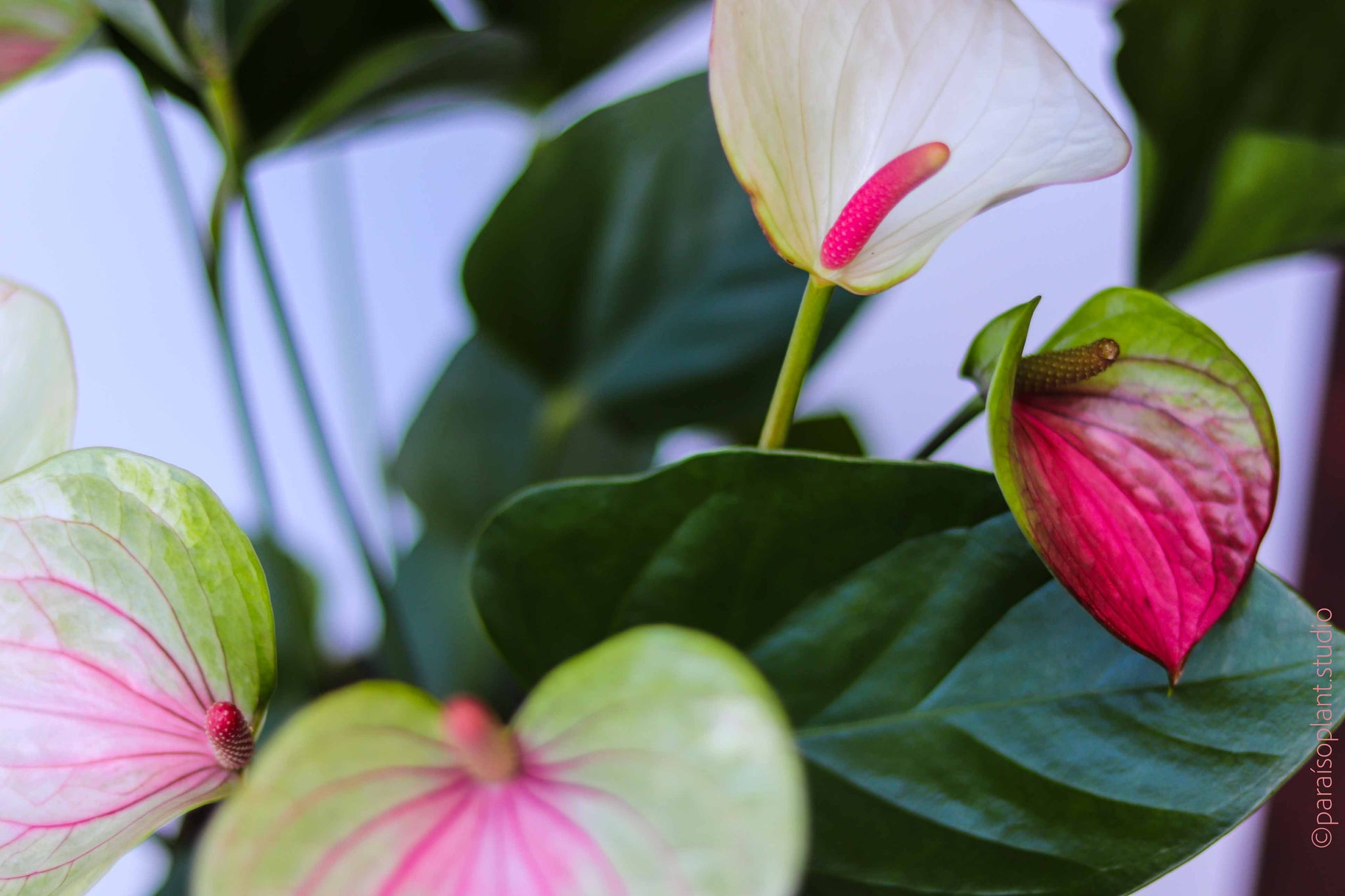anthurium flowers comenzi online constanta 6in Anthurium