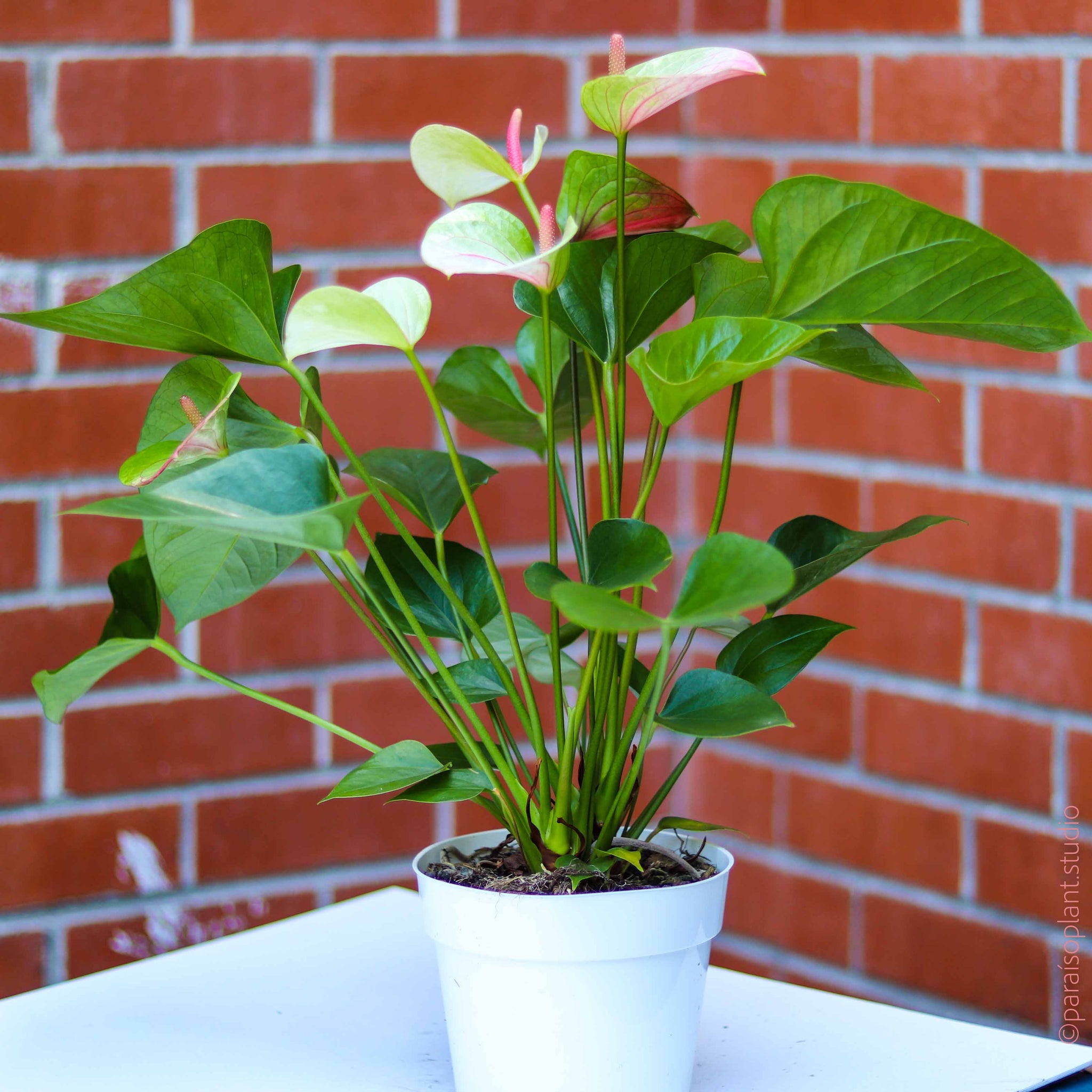 6in Anthurium - assorted colors – Paraíso Plant Studio